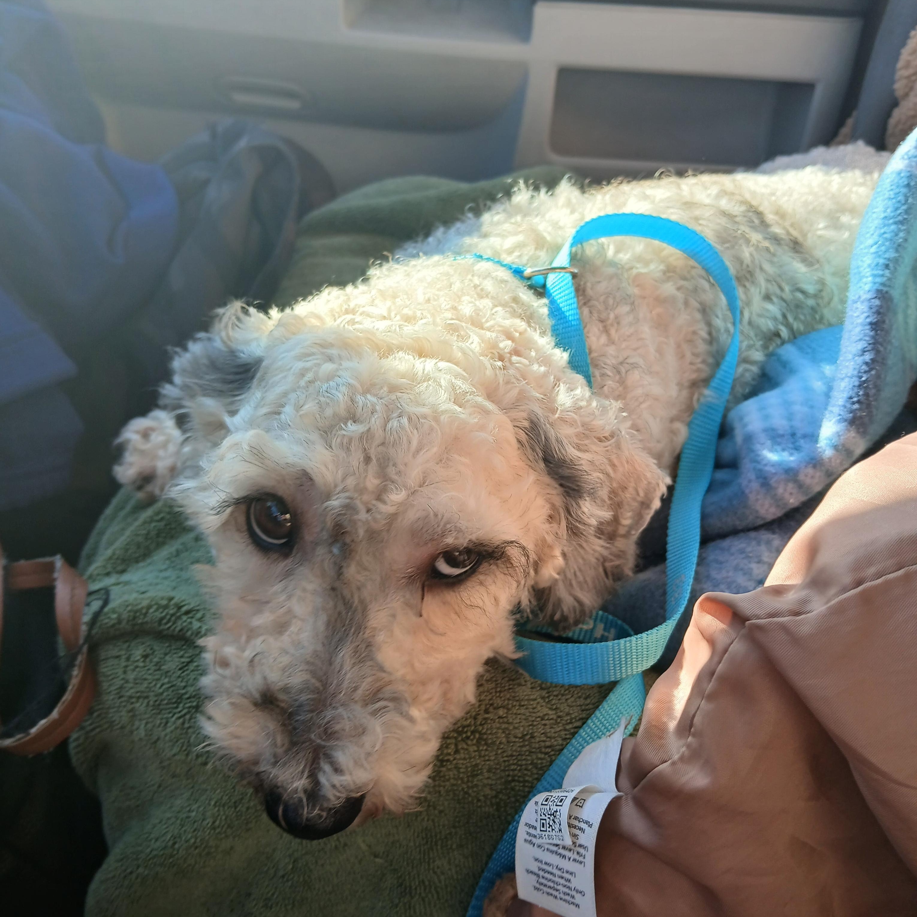 Enlarge Sage, a Adopted mixed breed in Carey, OH image 5/5