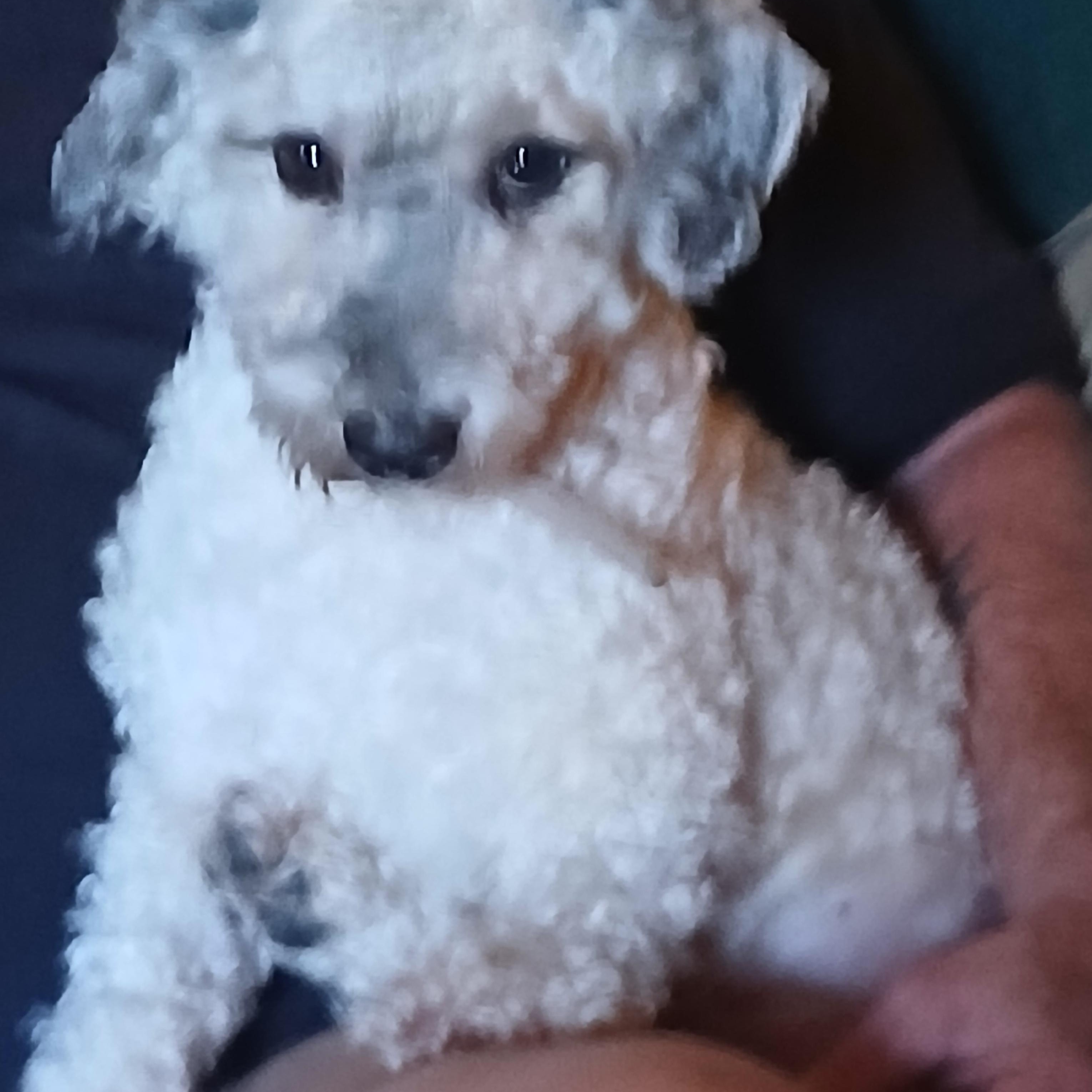 Sage, Adopted, Young Female Miniature Poodle.