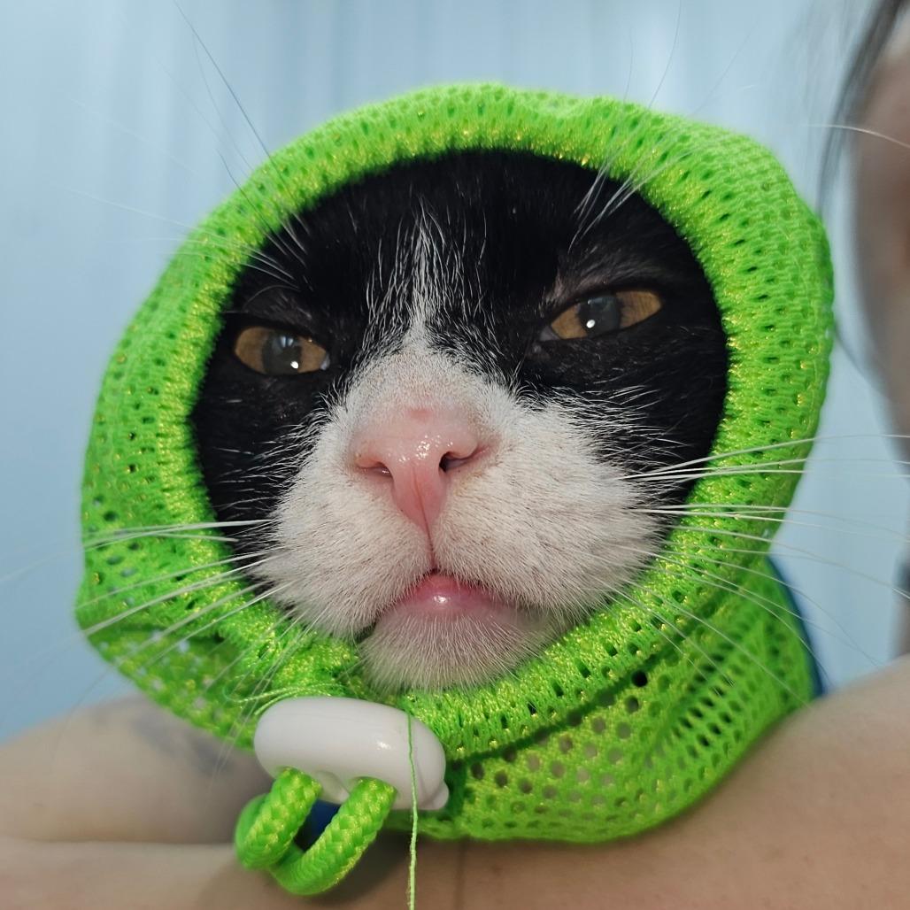 Knight, Adoptable, Young Male Domestic Short Hair.