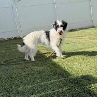 Enlarge Freda, an adopted mixed breed in Agua Dulce, CA image 4/6