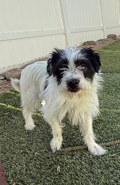 Enlarge Freda, an adopted mixed breed in Agua Dulce, CA image 5/6