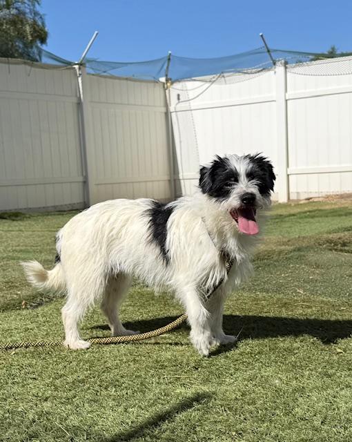 Enlarge Freda, an adopted mixed breed in Agua Dulce, CA image 1/6