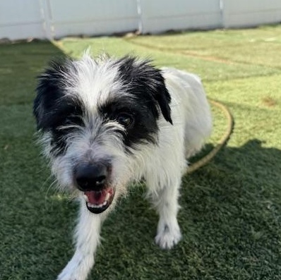 Enlarge Freda, an adopted mixed breed in Agua Dulce, CA image 3/6