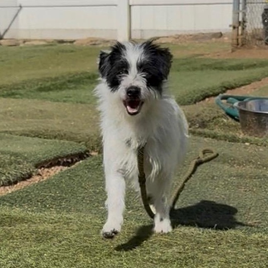 Enlarge Freda, an adopted mixed breed in Agua Dulce, CA image 2/6