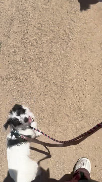 Enlarge Freda, an adopted mixed breed in Agua Dulce, CA video 6/6