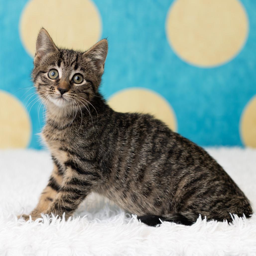 TabithaBelle, Adoptable, Kitten Female Domestic Short Hair.