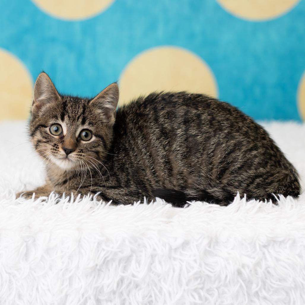 Enlarge TabithaBelle, a Adoptable Domestic Short Hair in St. Paul, MN image 2/5