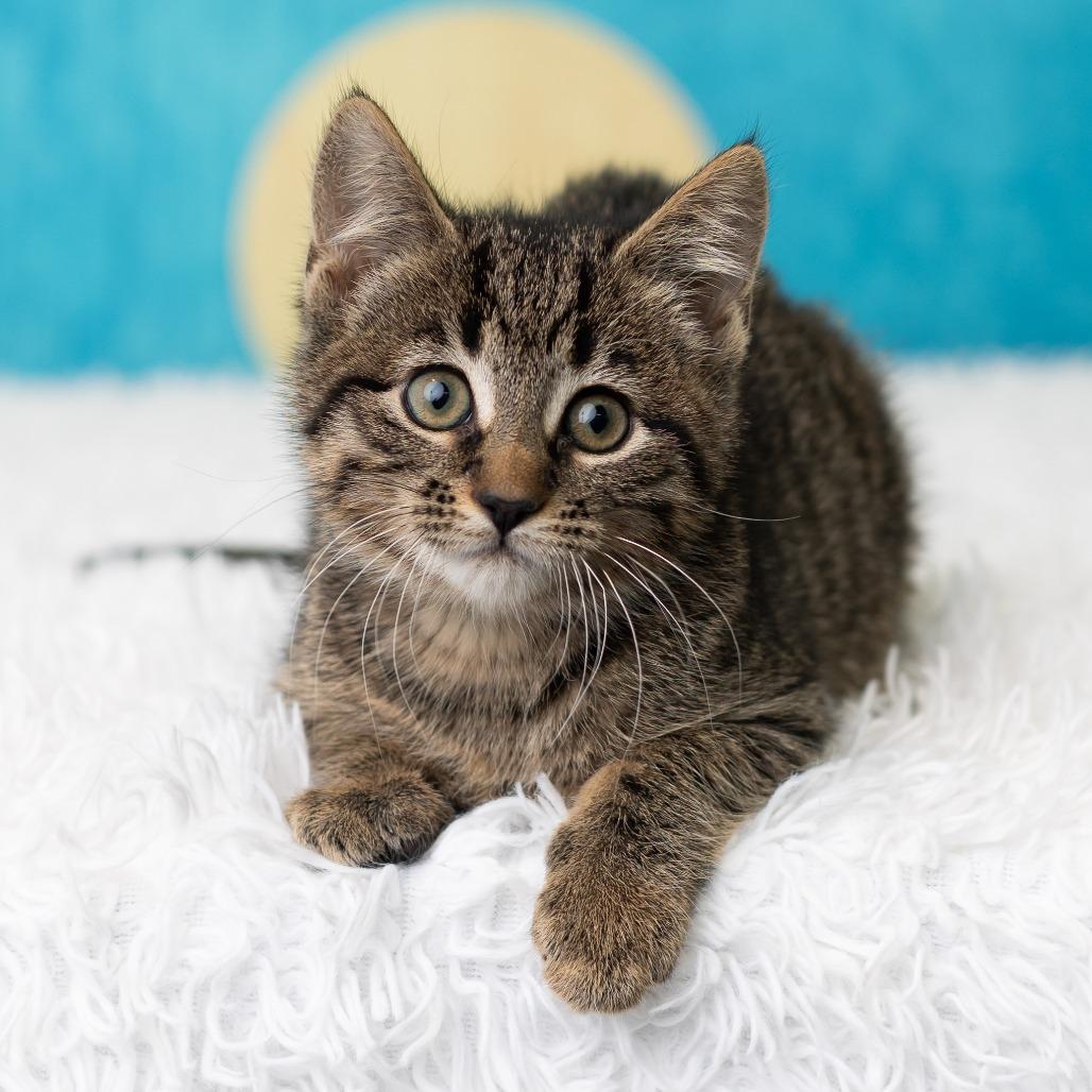 Enlarge TabithaBelle, a Adoptable Domestic Short Hair in St. Paul, MN image 3/5