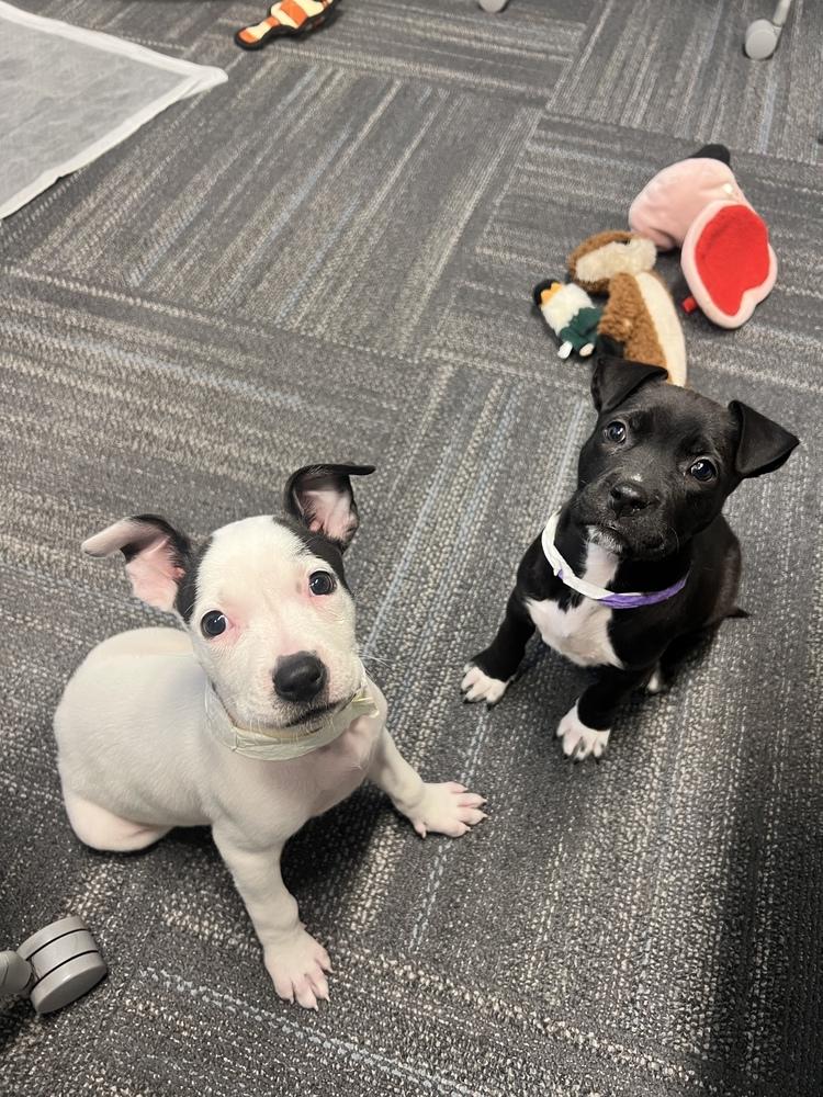 Dottie, Adoptable, Puppy Female Staffordshire Bull Terrier.