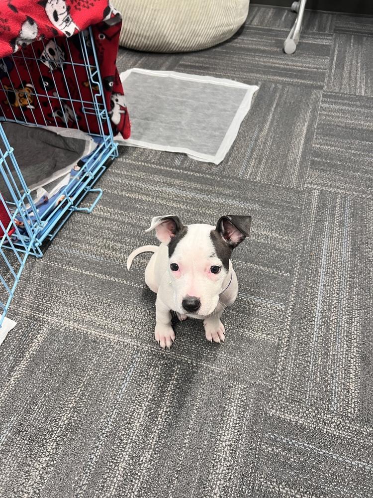 Enlarge Dottie, a Adoptable mixed breed in Aurora, CO image 2/6