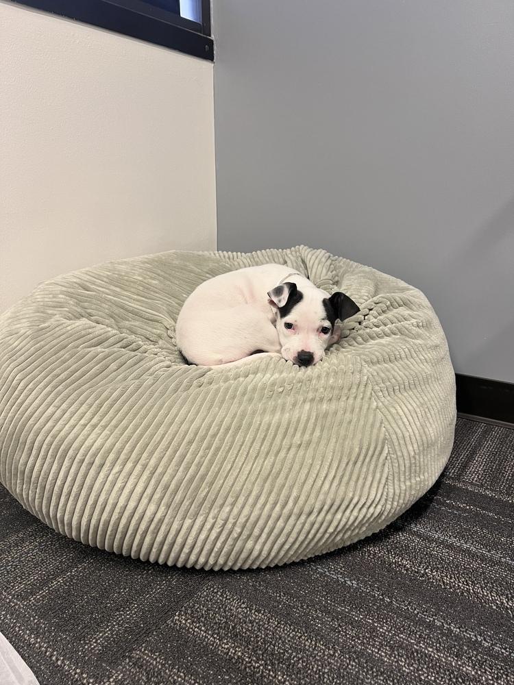 Enlarge Dottie, a Adoptable mixed breed in Aurora, CO image 3/6