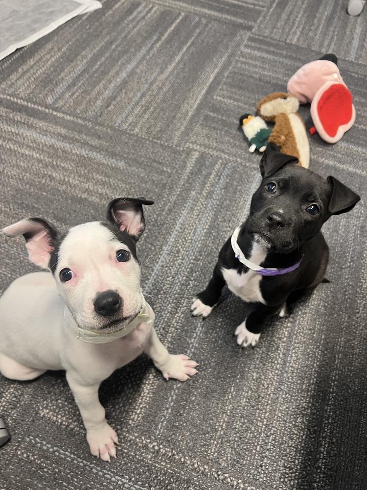 Enlarge Dottie, a Adoptable mixed breed in Aurora, CO image 6/6