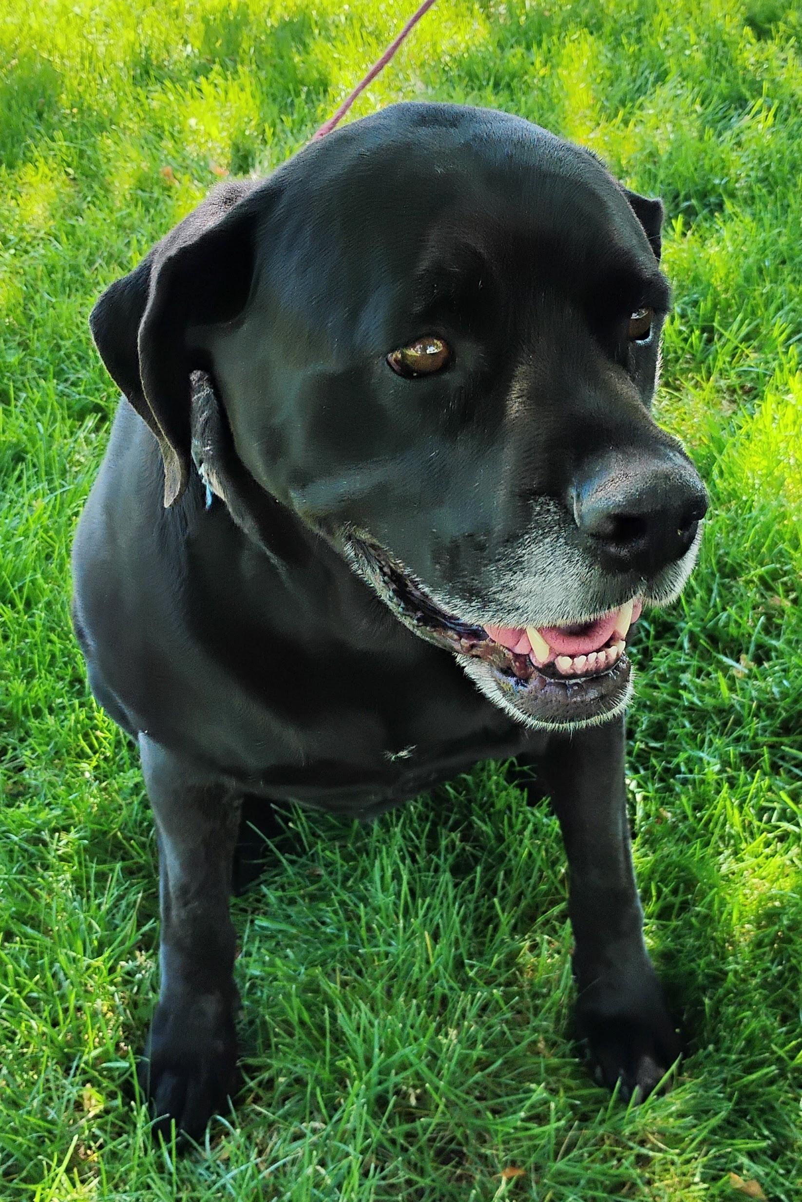 Enlarge Maisey, a ADOPTABLE Cane Corso in Cortez, CO image 1/2