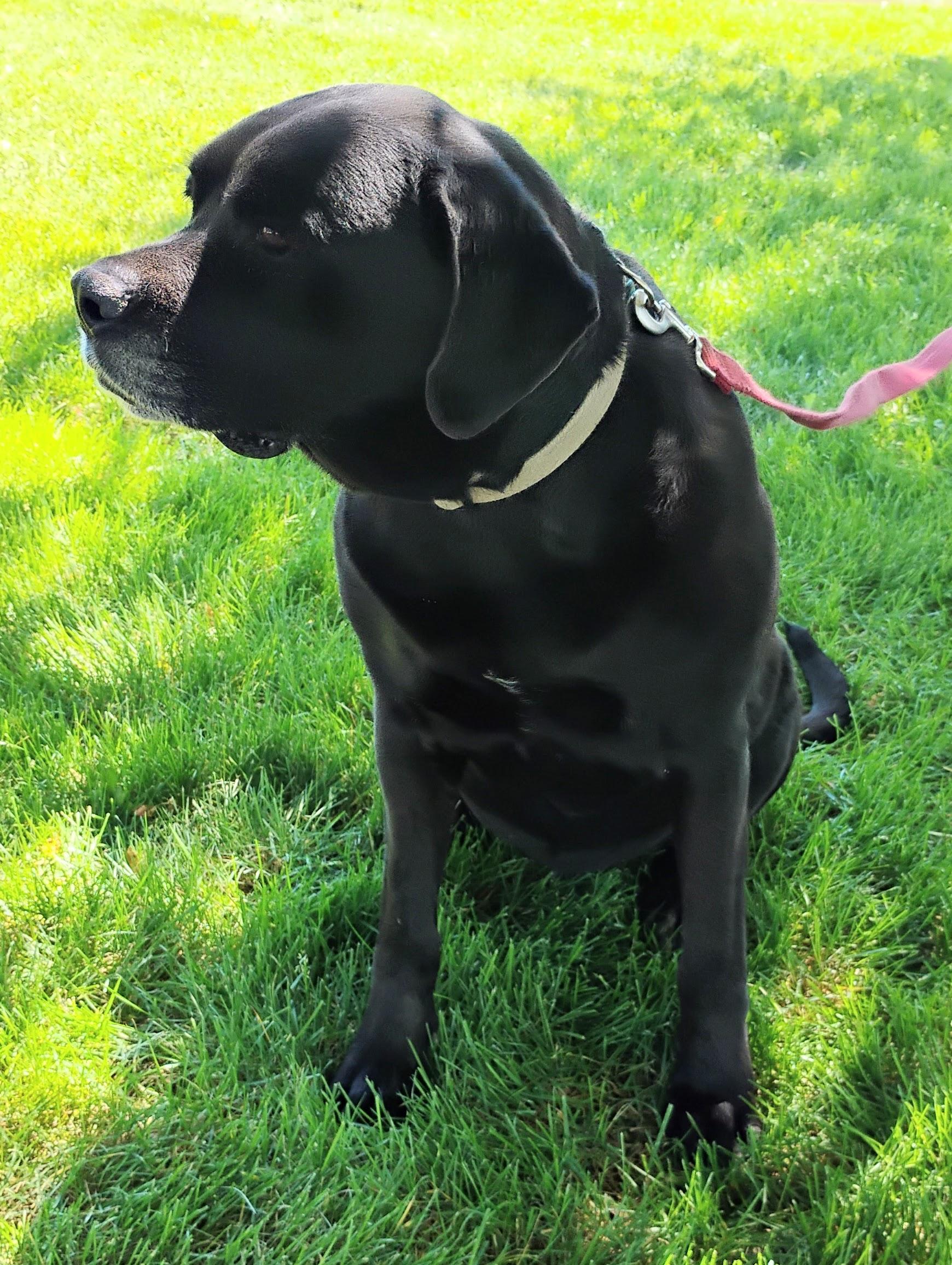 Enlarge Maisey, a ADOPTABLE Cane Corso in Cortez, CO image 2/2
