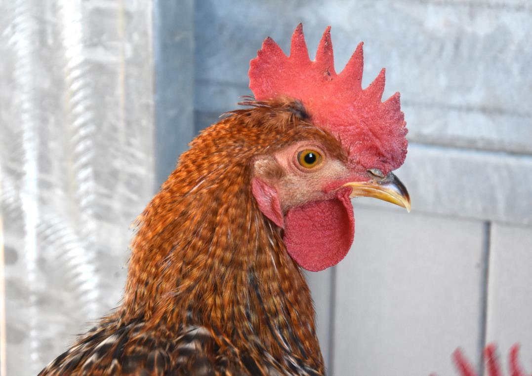 BLUE, Adoptable, Baby Male Chicken.
