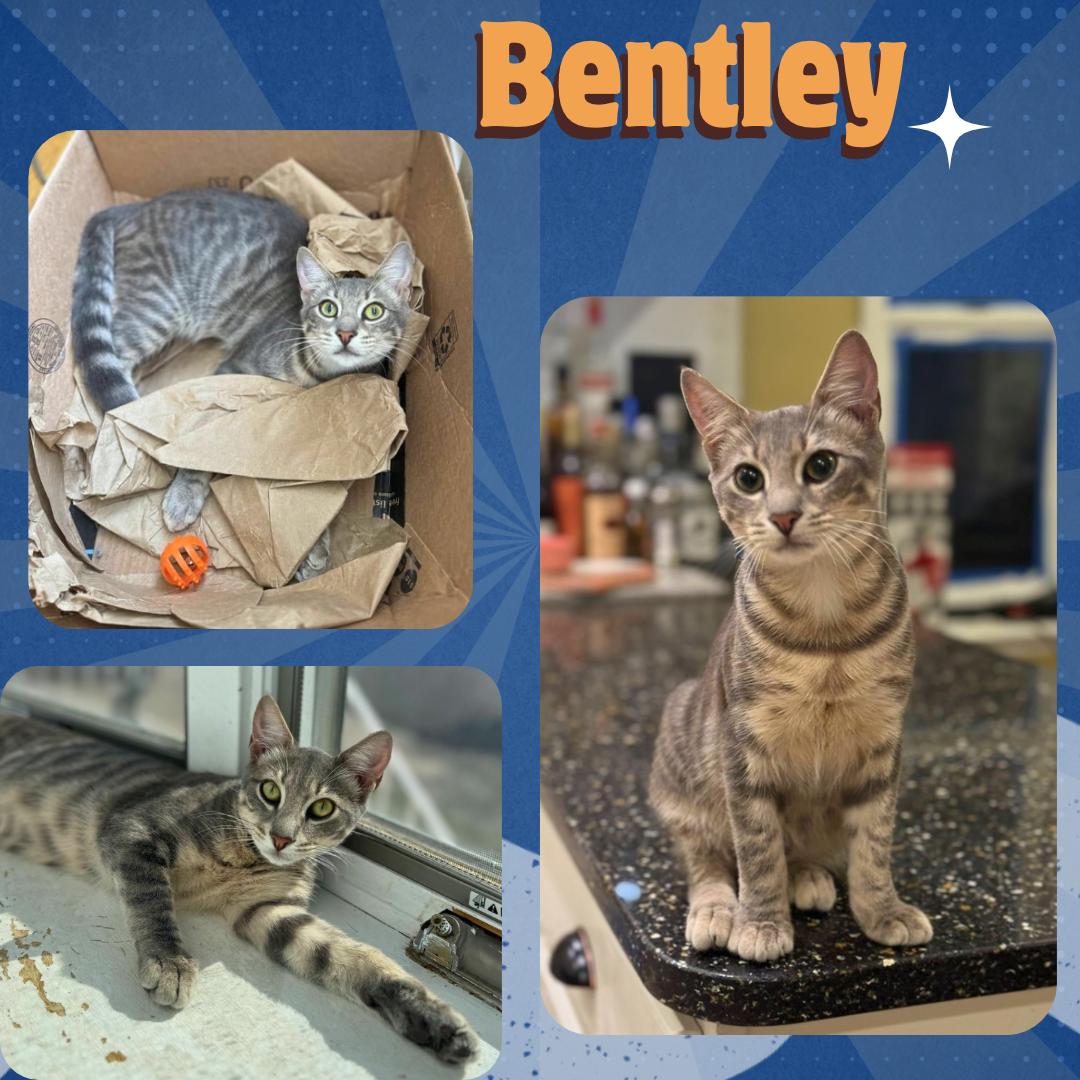 Cat for adoption Bentley A dog and cat friendly sweetheart, a