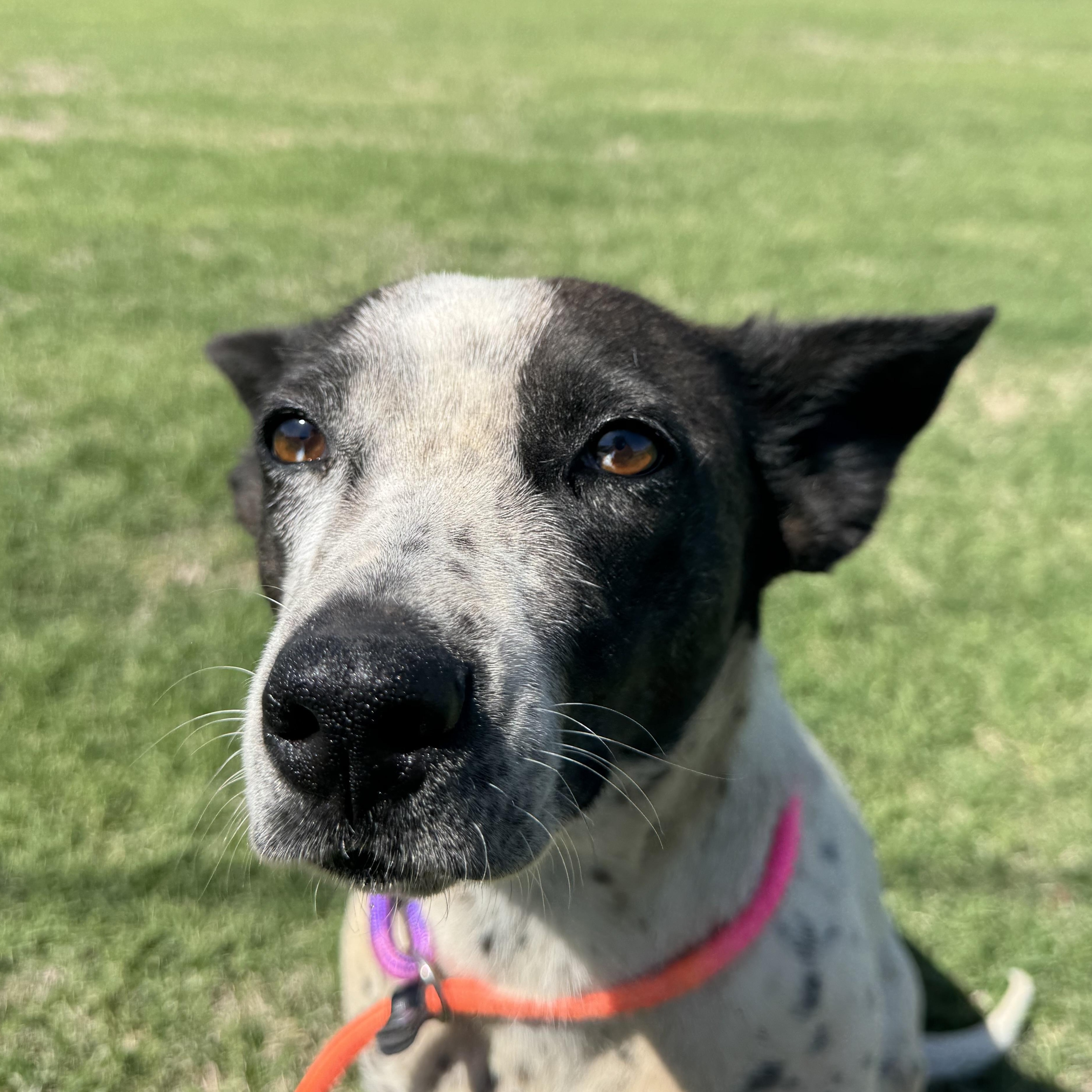 October , an adopted Australian Cattle Dog / Blue Heeler in Chickasha, OK image 2/2