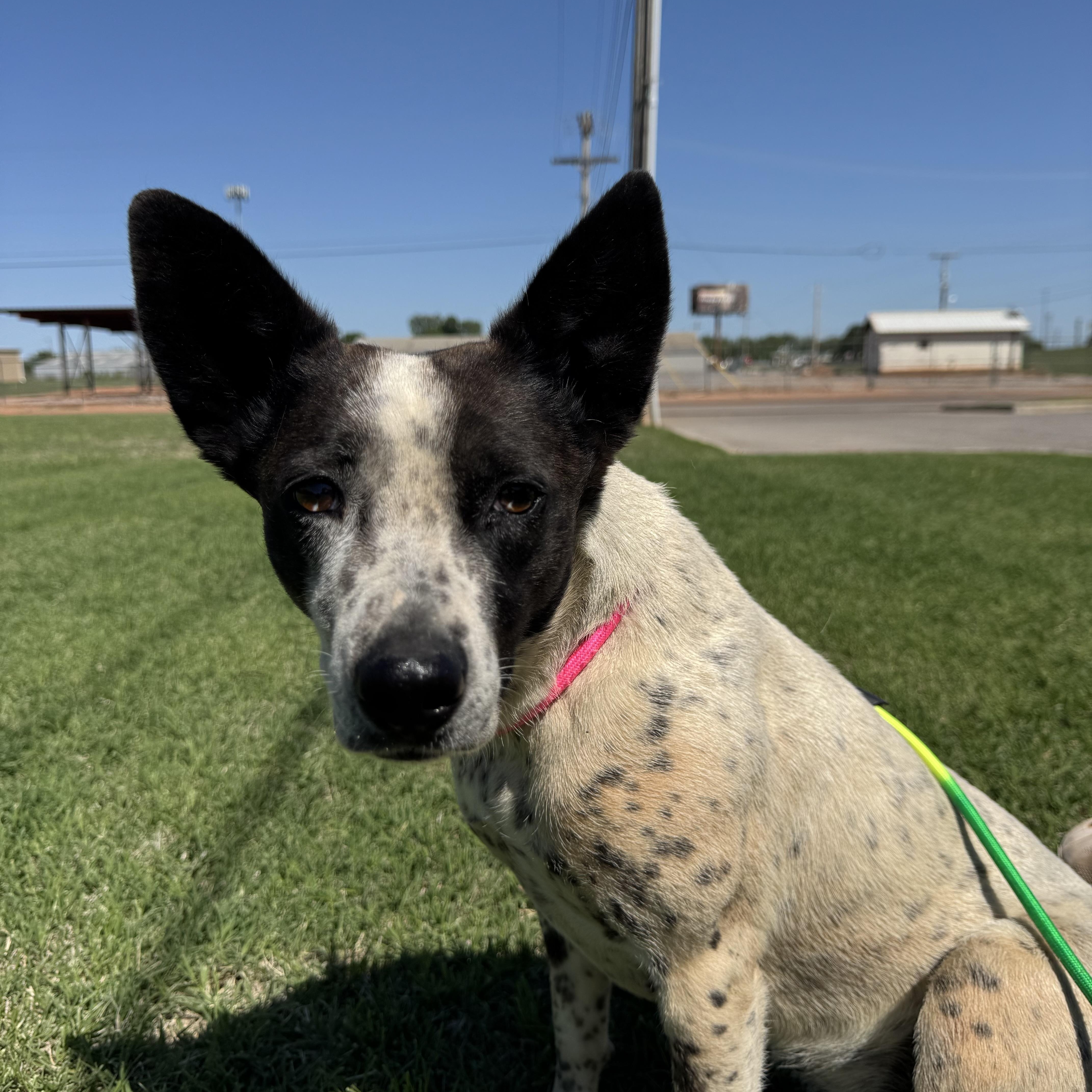 October , adopted, Adult Female Australian Cattle Dog / Blue Heeler.