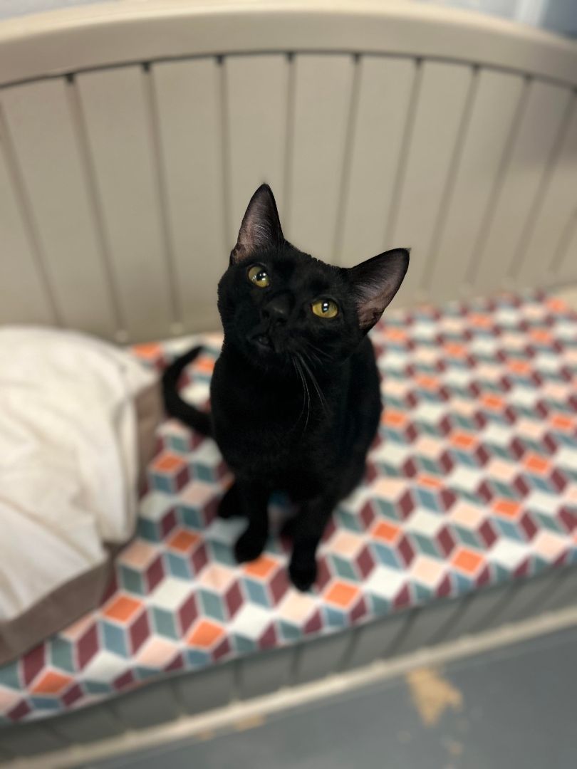 Tyson, Adoptable, Young Male Domestic Short Hair.