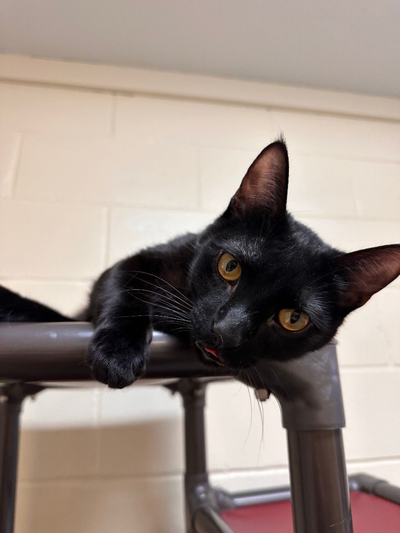 Enlarge Tyson, a Adoptable Domestic Short Hair in East Northport, NY image 2/4