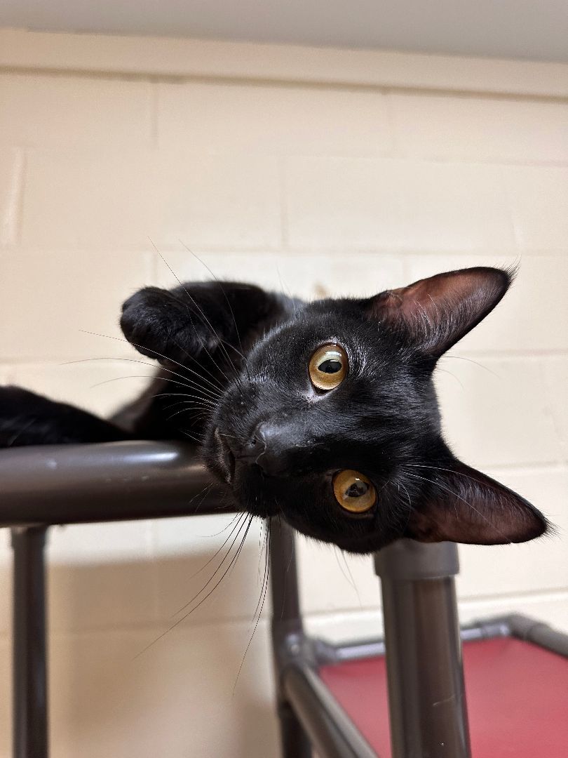 Enlarge Tyson, a Adoptable Domestic Short Hair in East Northport, NY image 3/4