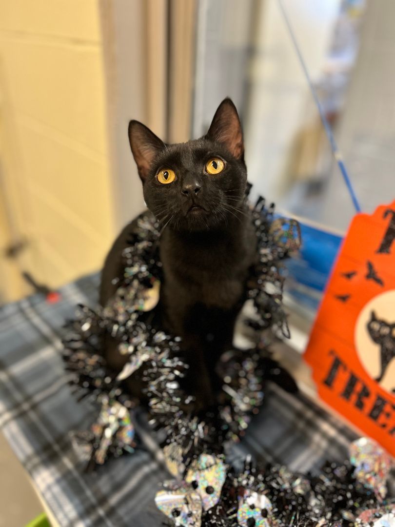 Enlarge Tyson, a Adoptable Domestic Short Hair in East Northport, NY image 4/4