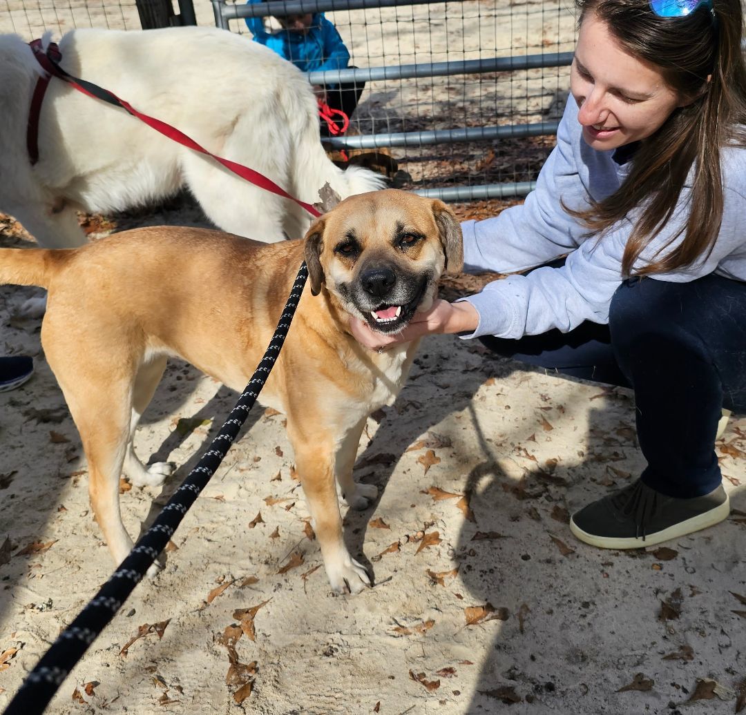 Layla, a Adoptable mixed breed in Orangeburg, SC image 1/5