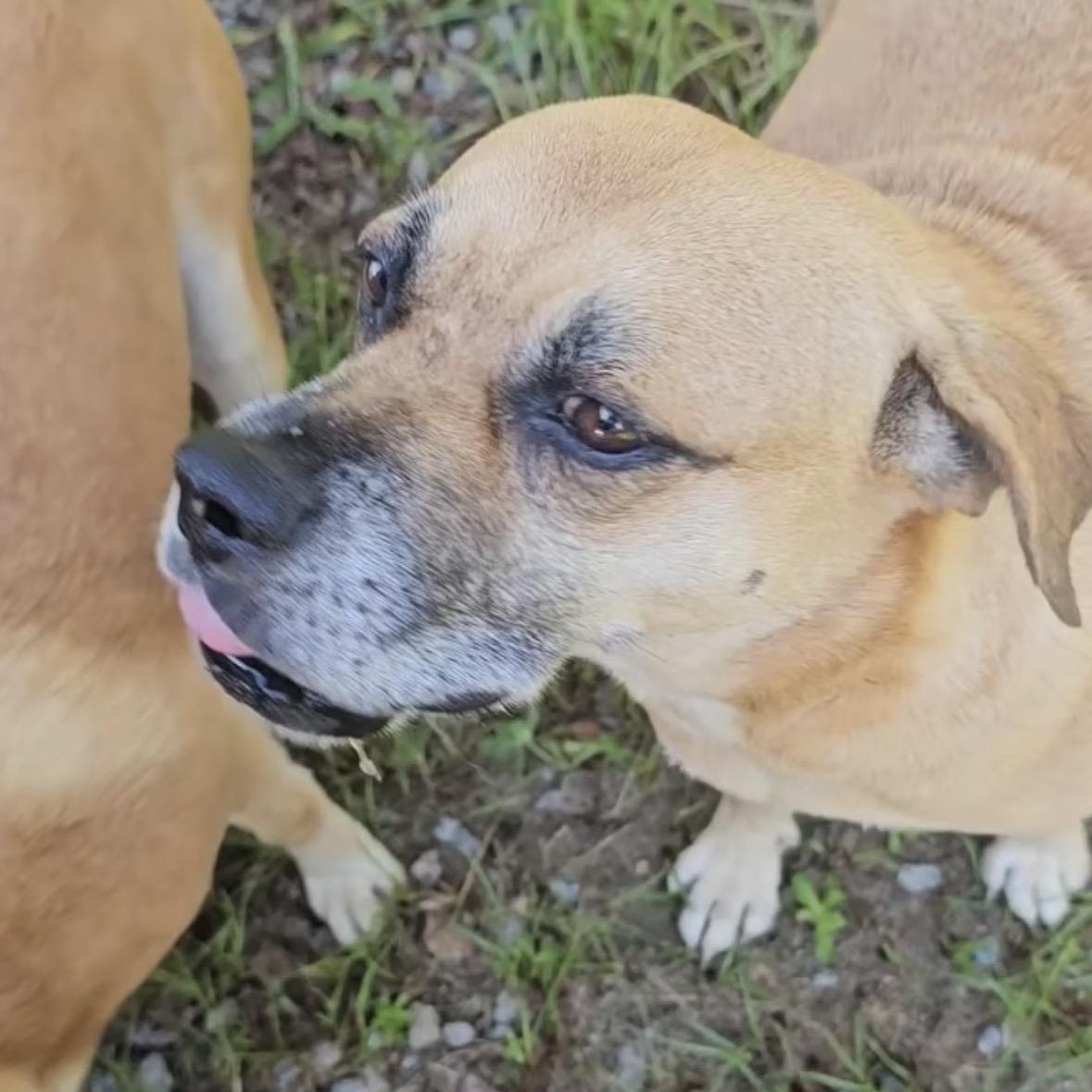 Enlarge Layla, a Adoptable mixed breed in Orangeburg, SC image 5/5
