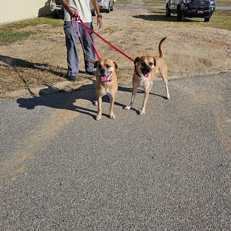 Enlarge Layla, a Adoptable mixed breed in Orangeburg, SC image 3/5