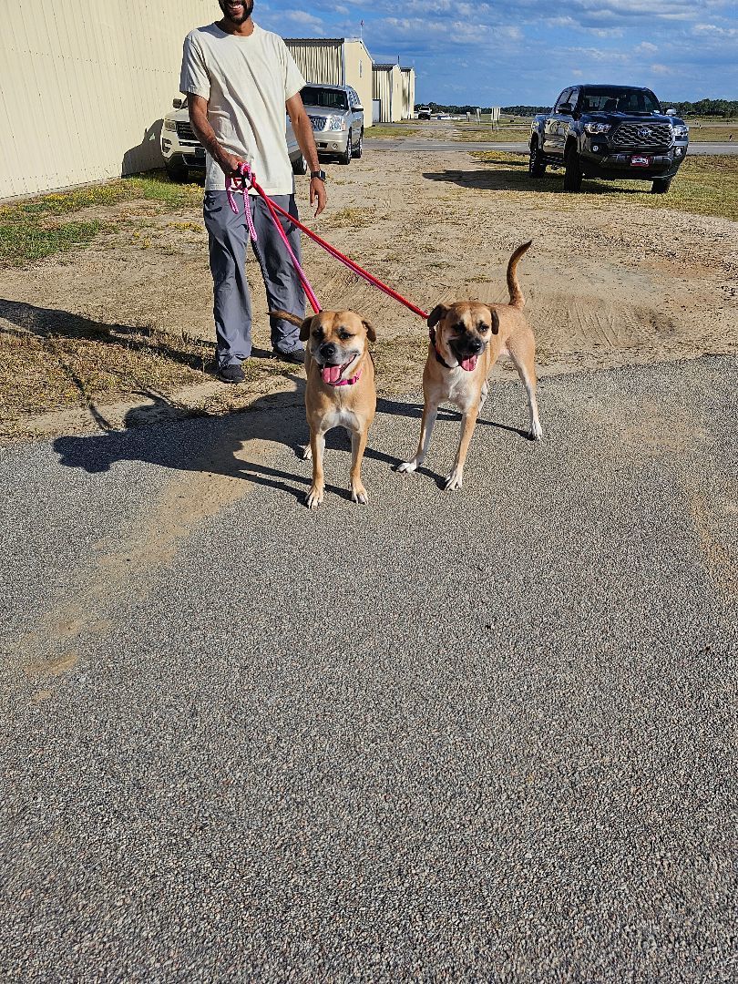 Layla, a Adoptable mixed breed in Orangeburg, SC image 3/5