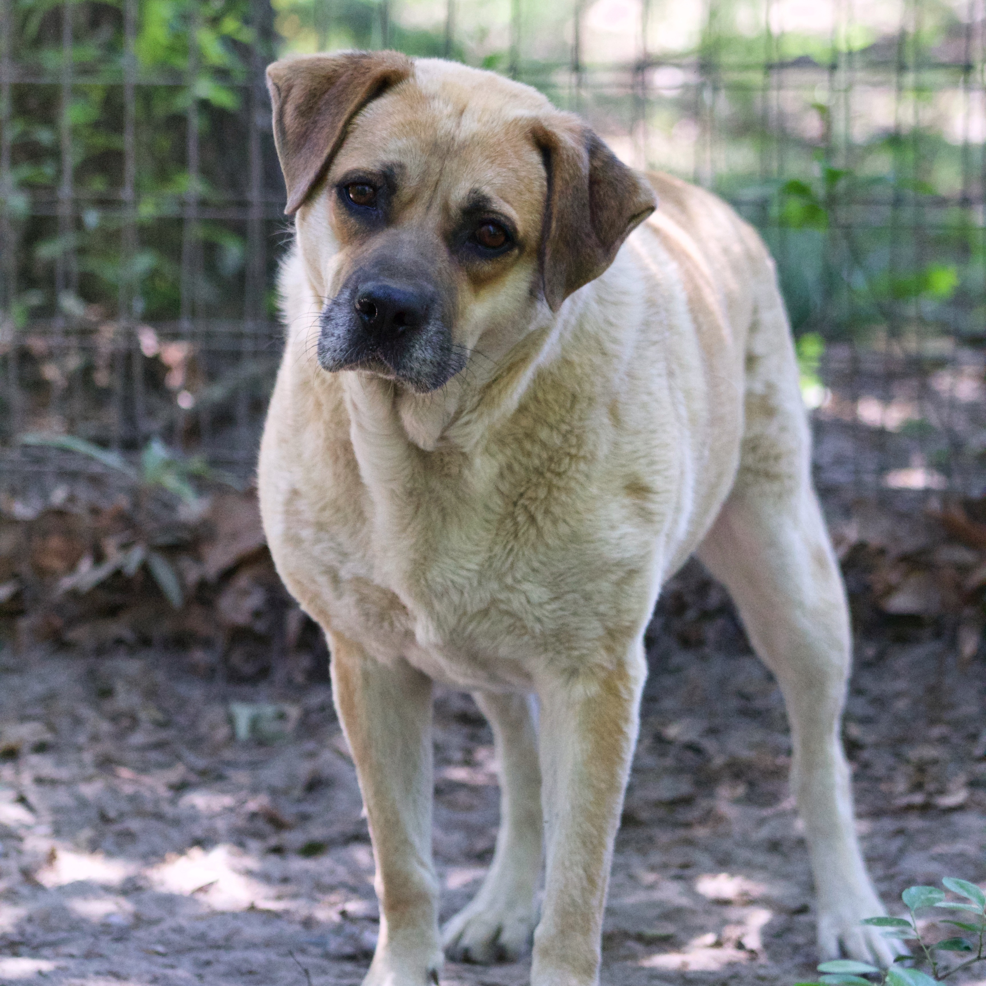 Enlarge Layla, a Adoptable mixed breed in Orangeburg, SC image 2/5