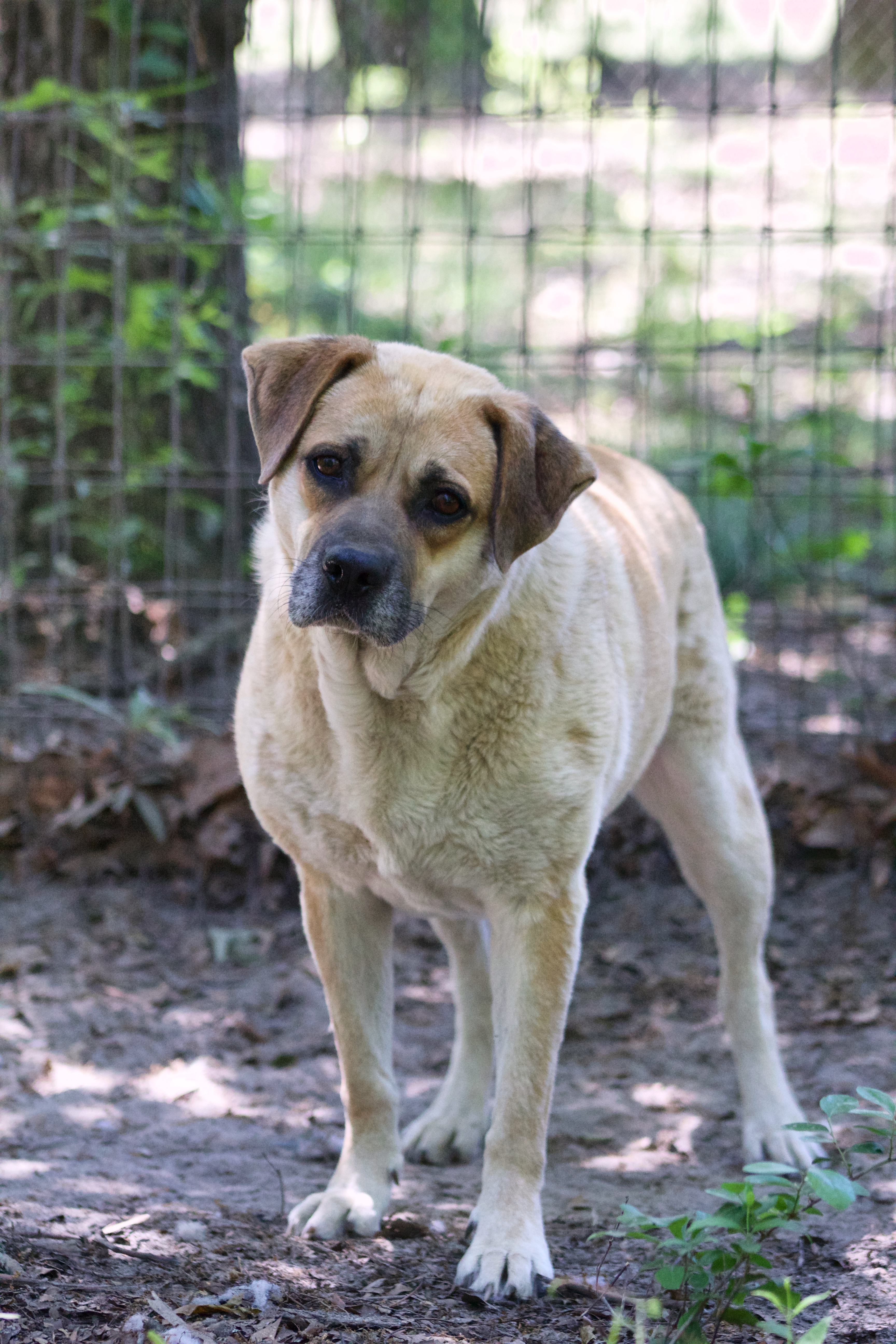 Layla, a Adoptable mixed breed in Orangeburg, SC image 2/5