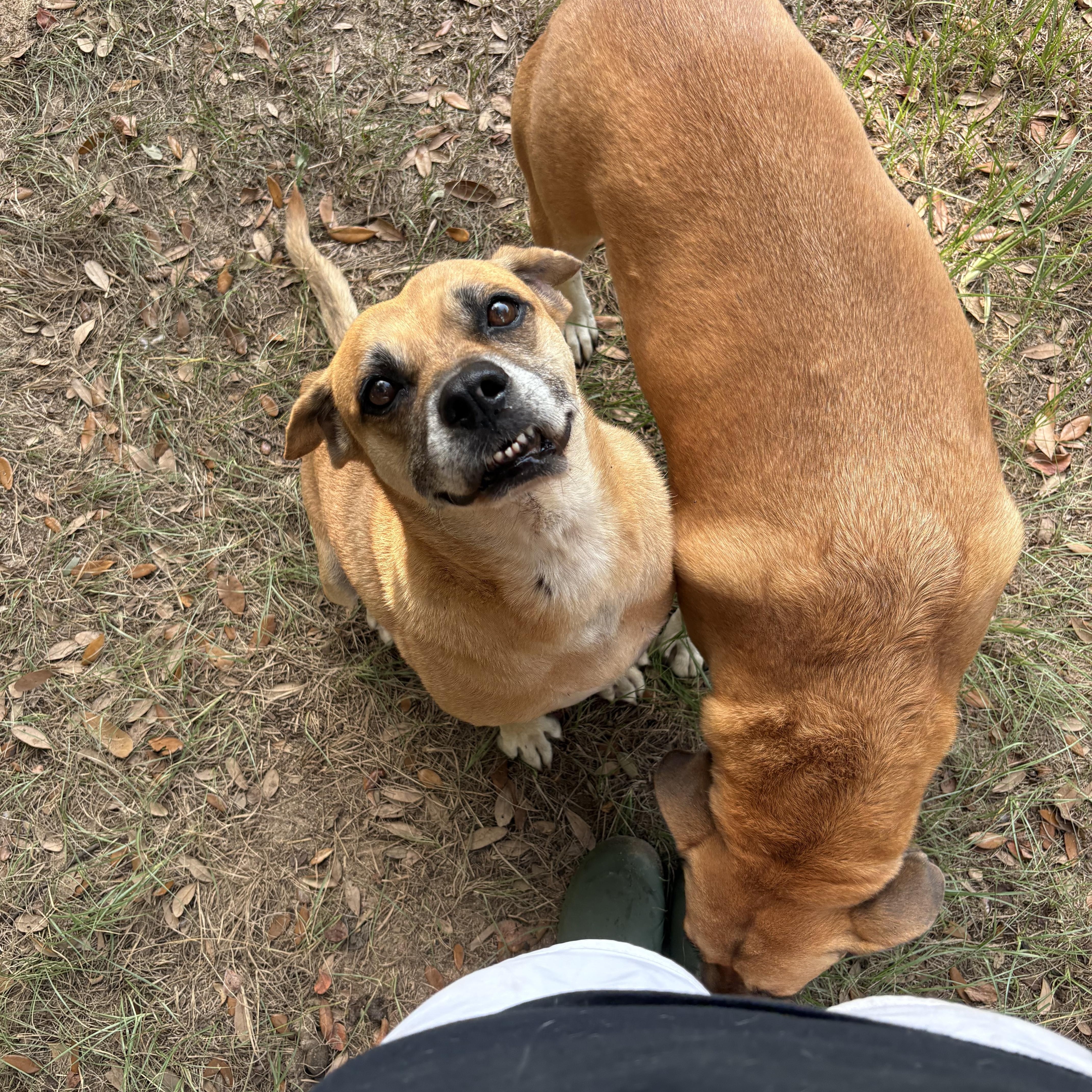 Enlarge Layla, a Adoptable mixed breed in Orangeburg, SC image 1/5