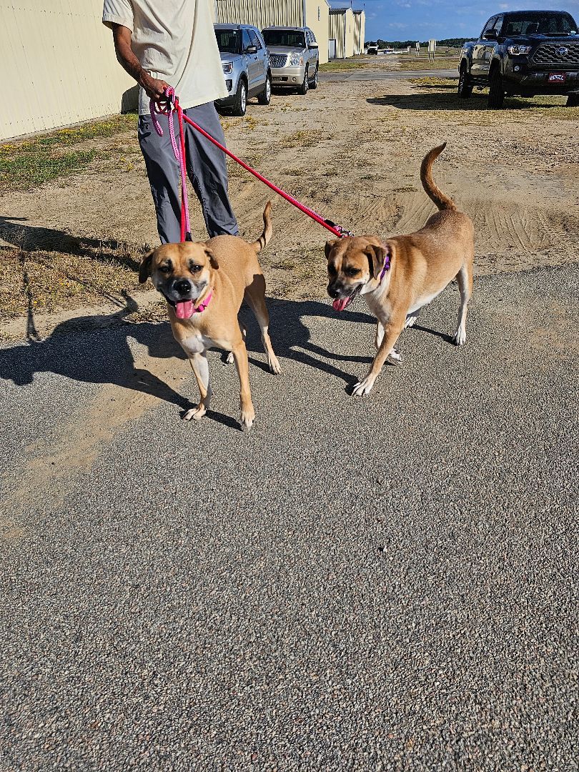 Layla, a Adoptable mixed breed in Orangeburg, SC image 4/5