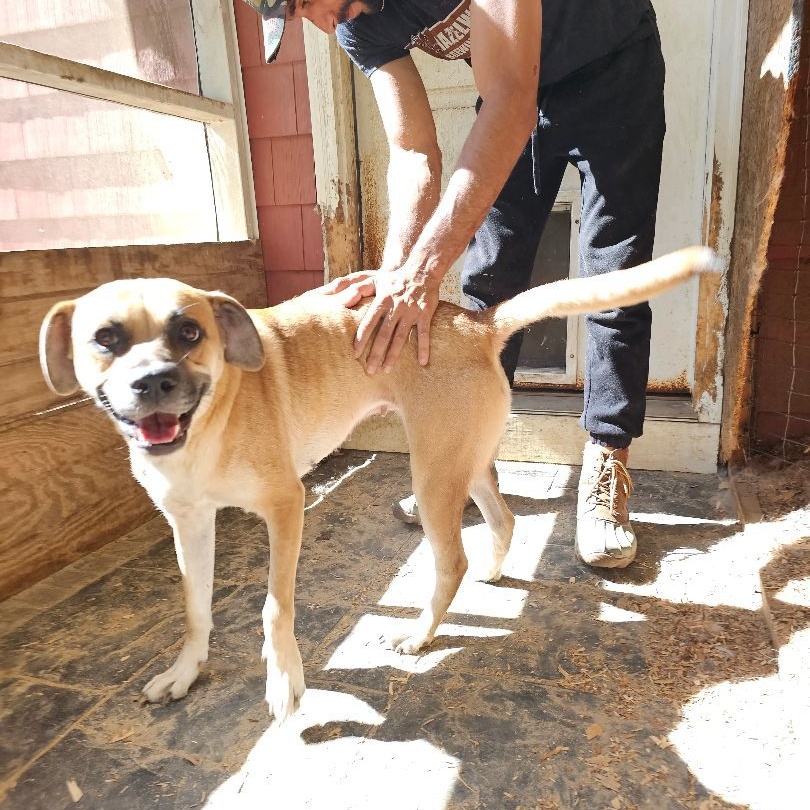 Enlarge Layla, a Adoptable mixed breed in Orangeburg, SC image 4/5