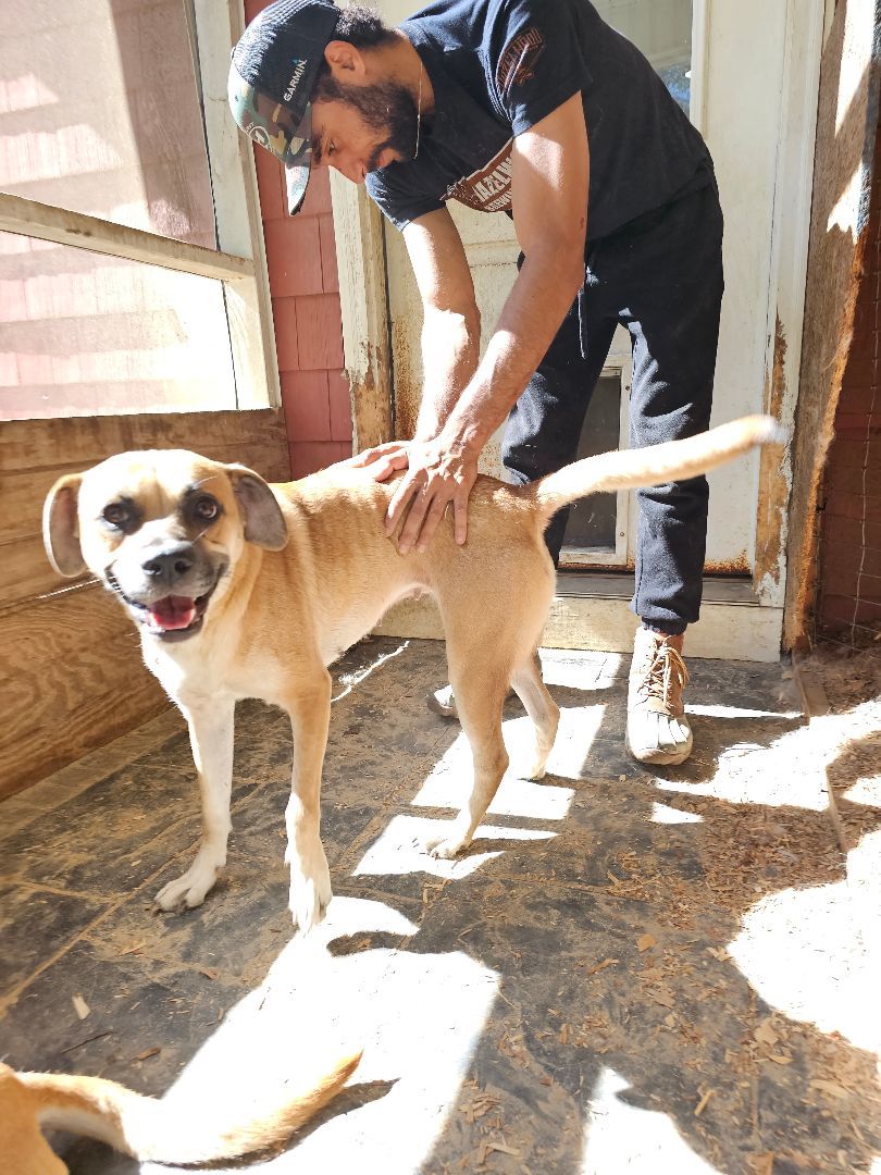 Layla, a Adoptable mixed breed in Orangeburg, SC image 5/5