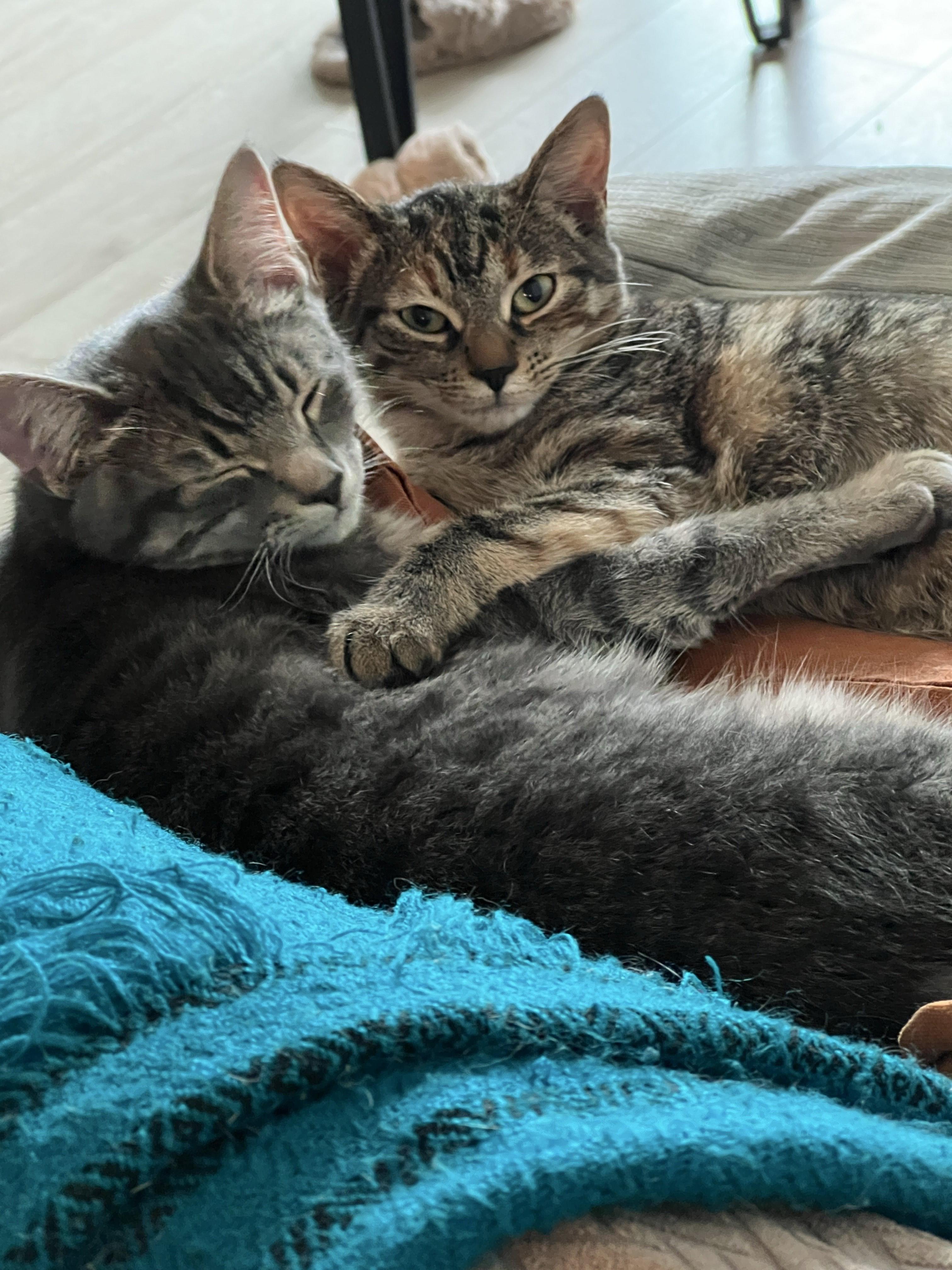 Enlarge Jack *MUST BE ADOPTED WITH WHISKEY*, a ADOPTABLE Domestic Short Hair in Toronto, ON image 3/4