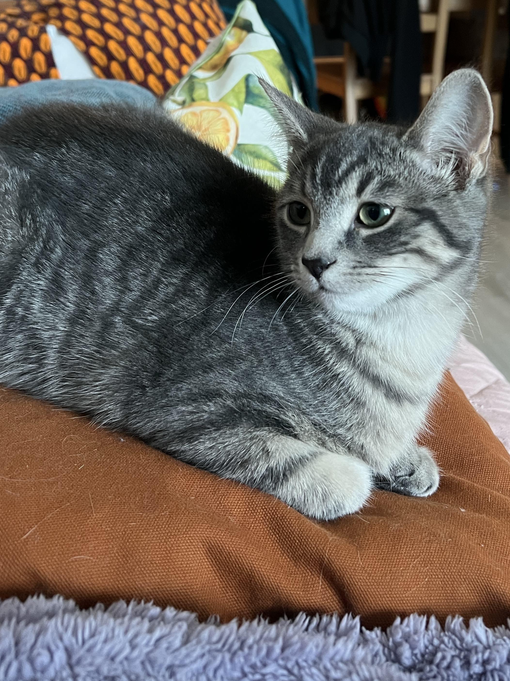 Jack *MUST BE ADOPTED WITH WHISKEY*, ADOPTABLE, Young Male Domestic Short Hair.