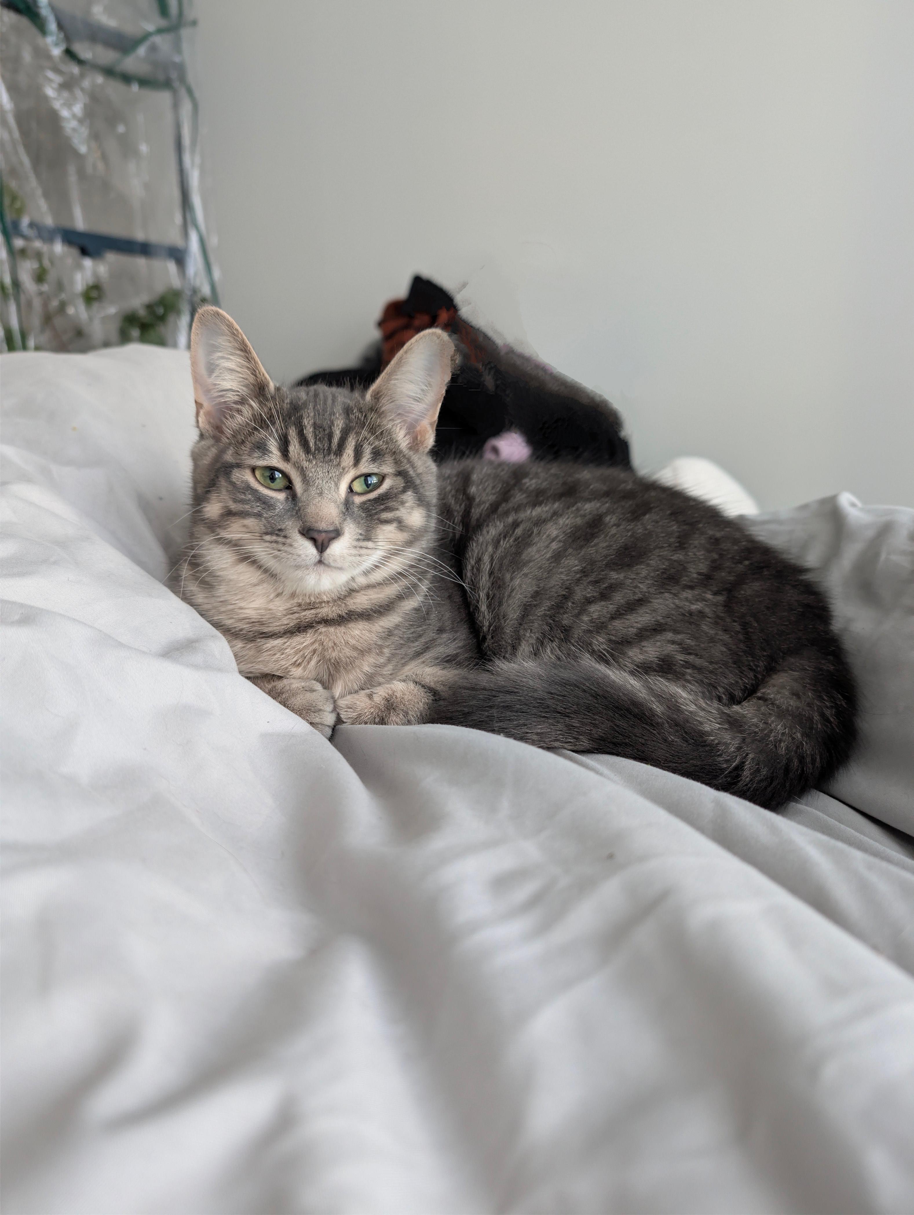 Enlarge Jack *MUST BE ADOPTED WITH WHISKEY*, a ADOPTABLE Domestic Short Hair in Toronto, ON image 2/4