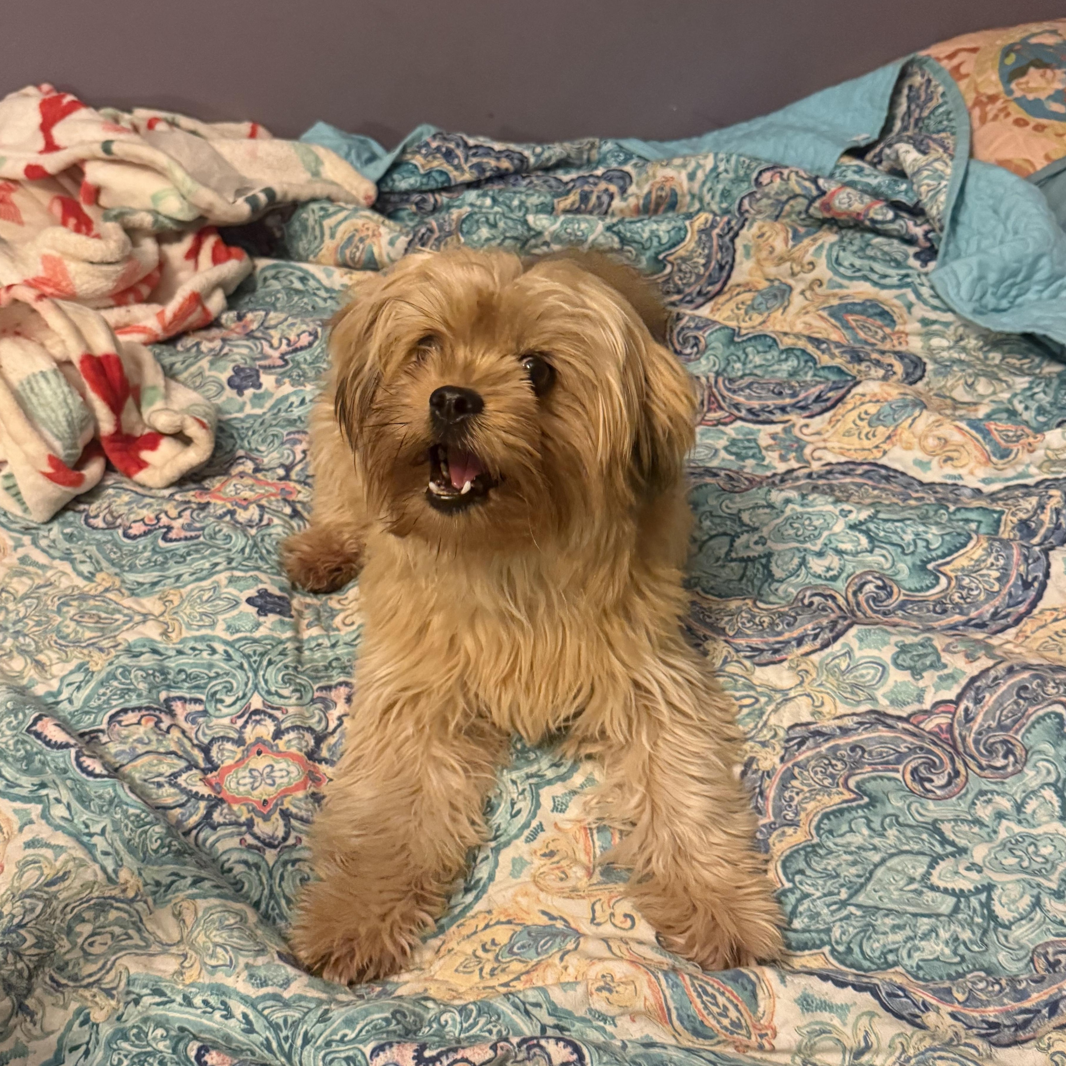 Griffin, ADOPTABLE, Adult Male Shih Tzu & Yorkshire Terrier.