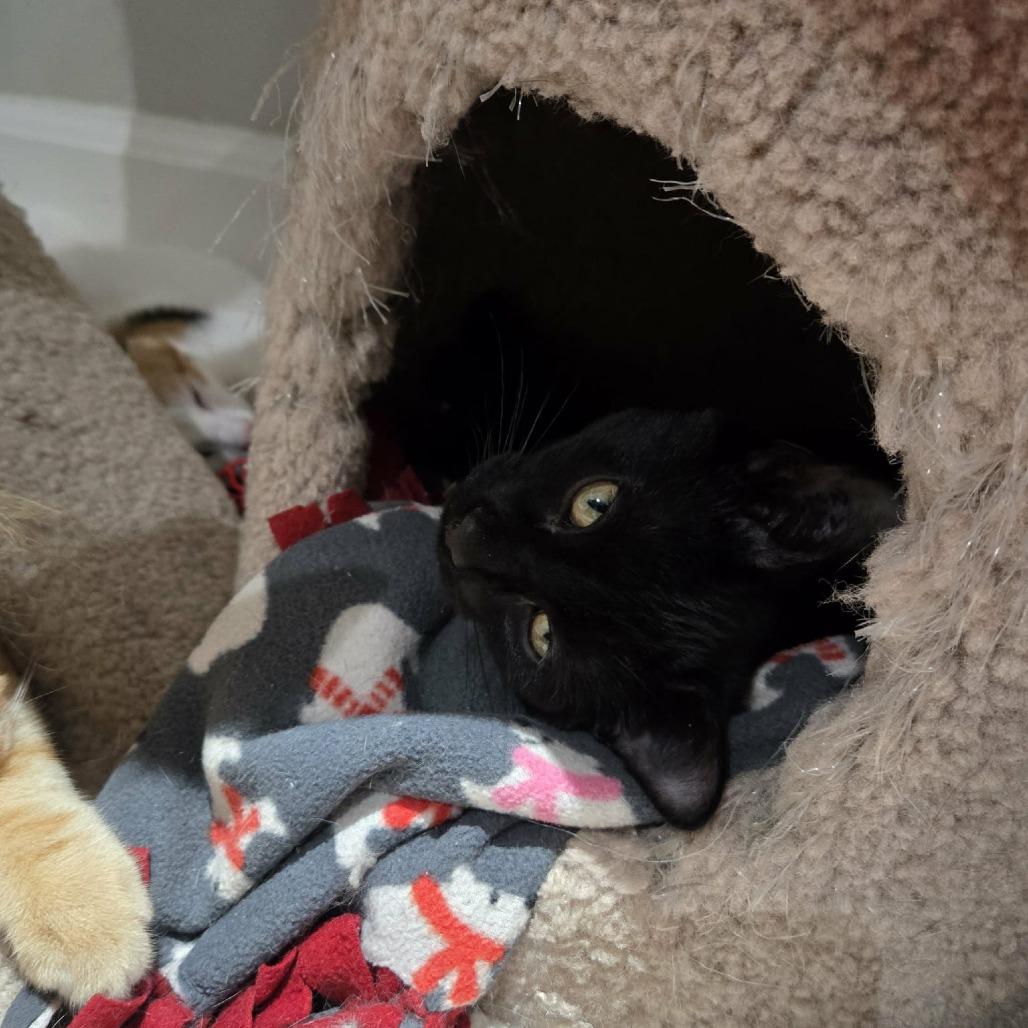 Trufflehunter, Adoptable, Kitten Female Domestic Short Hair.