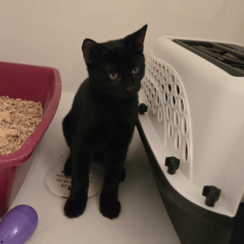 Enlarge Trufflehunter, a Adoptable Domestic Short Hair in Abbotsford, BC image 2/4