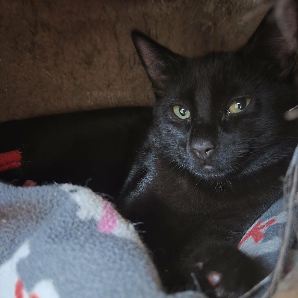 Enlarge Trufflehunter, a Adoptable Domestic Short Hair in Abbotsford, BC image 3/4