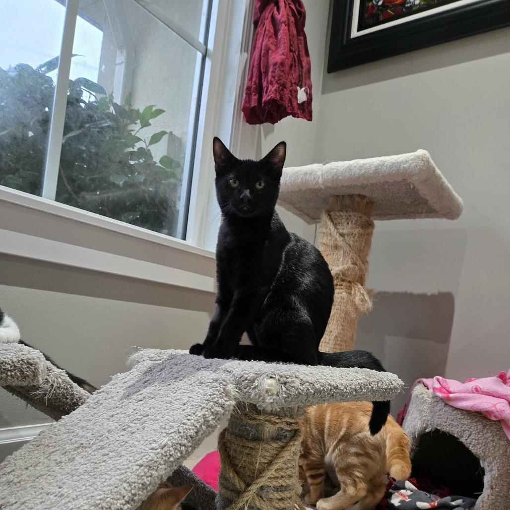 Enlarge Trufflehunter, a Adoptable Domestic Short Hair in Abbotsford, BC image 4/4