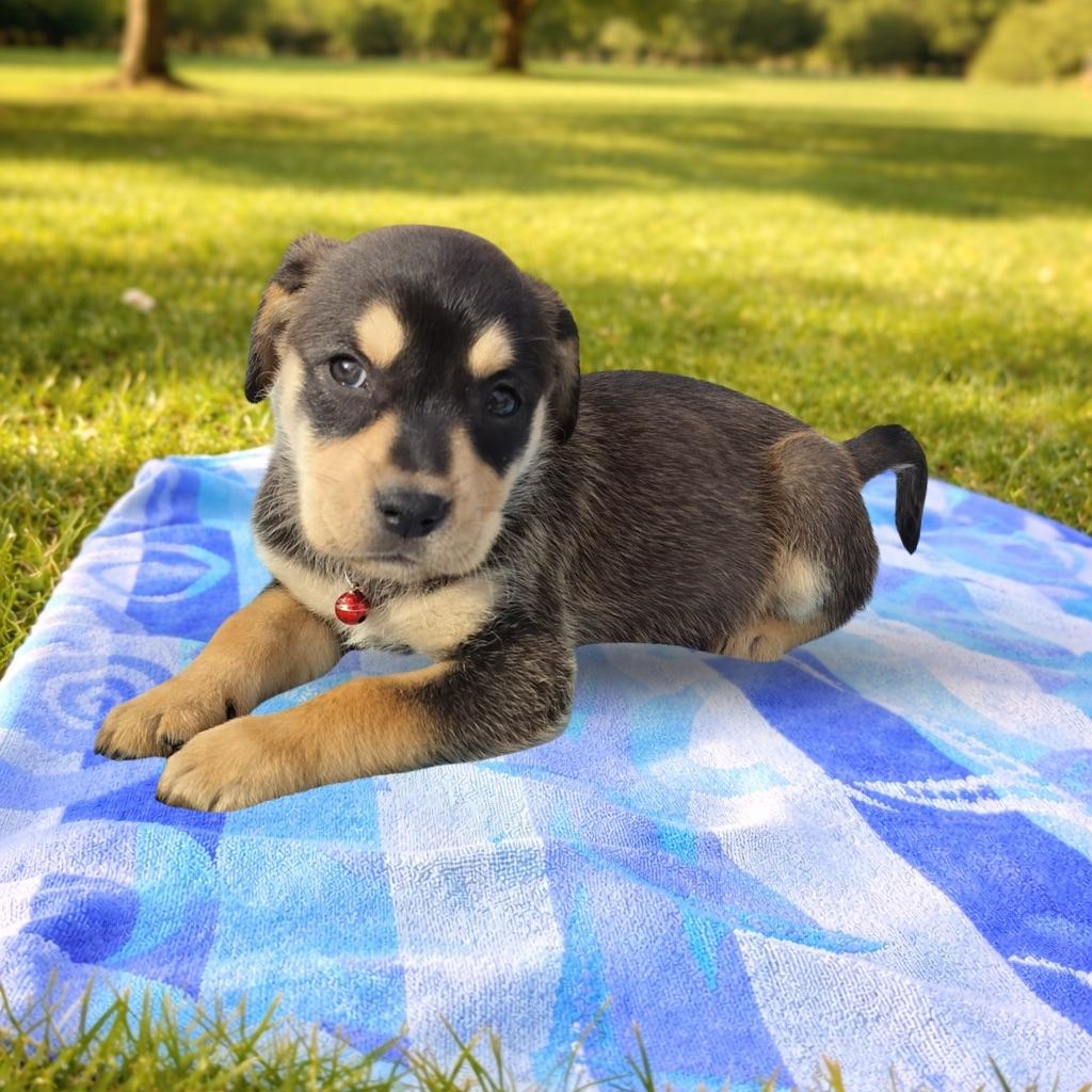 Enlarge Eevee, an adopted mixed breed in Henderson, NV image 1/1