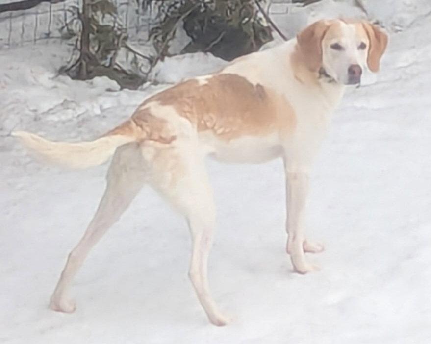Millie, Adopted, Adult Female Foxhound.
