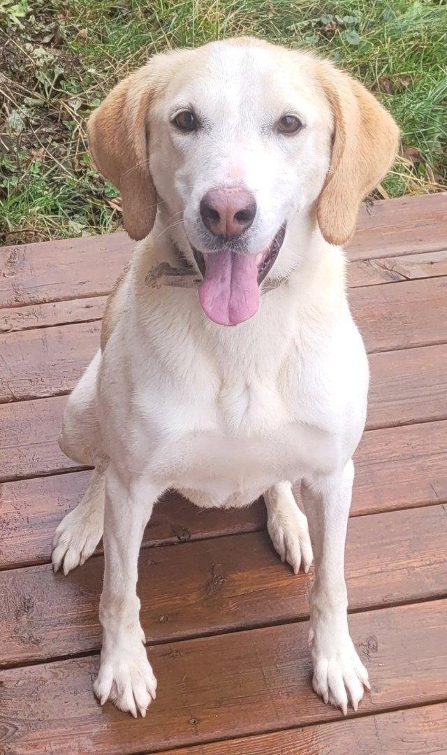 Millie, a Adopted Foxhound in Etobicoke, ON image 2/3