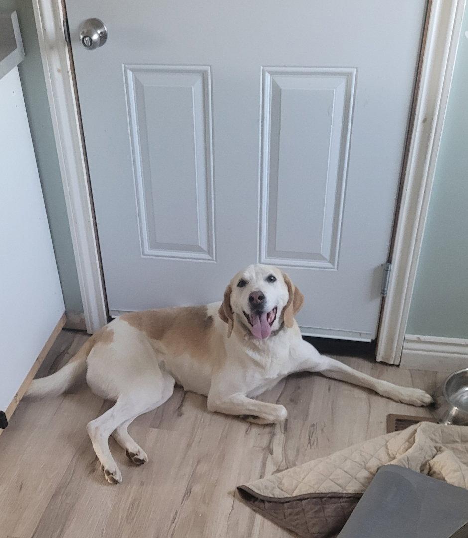 Millie, a Adopted Foxhound in Etobicoke, ON image 3/3
