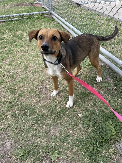 Enlarge CHICA, a Adoptable mixed breed in Corpus Christi, TX image 1/1