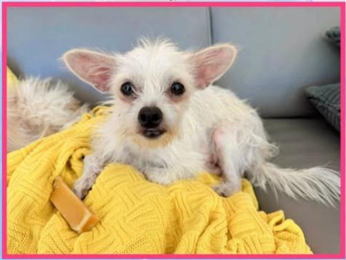 Enlarge Glory, a Adoptable mixed breed in Mesa, AZ image 1/2